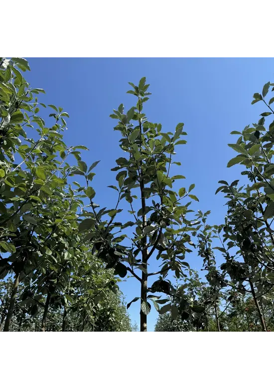 Großlaubige Mehlbeere 'Magnifica' | Sorbus aria 'Magnifica'