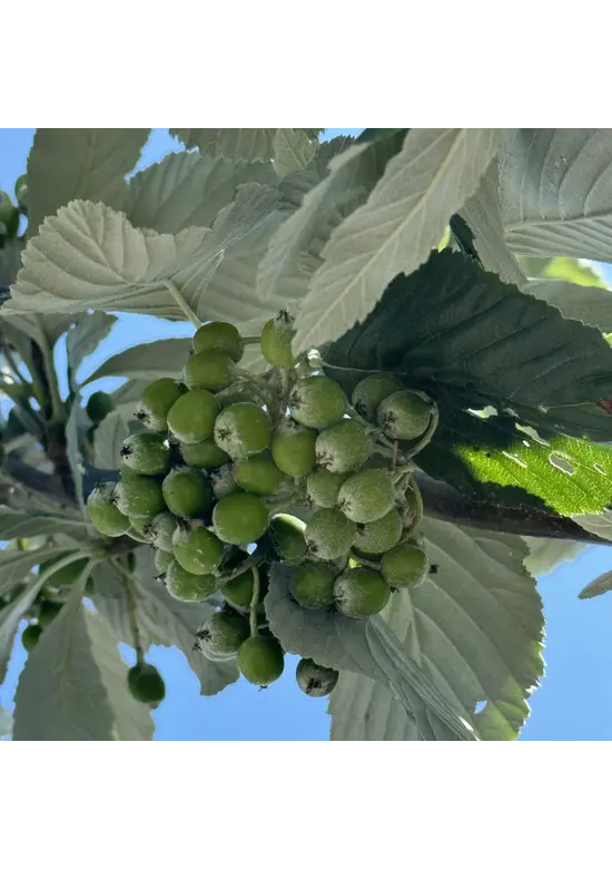 Großlaubige Mehlbeere 'Magnifica' | Sorbus aria 'Magnifica'