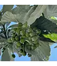 Großlaubige Mehlbeere 'Magnifica' | Sorbus aria 'Magnifica'
