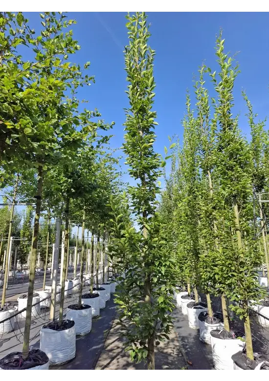 Pyramiden-Hainbuche - Säulen-Hainbuche 'Fastigiata' - Stammbusch | Carpinus betulus 'Fastigiata'