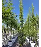 Pyramiden-Hainbuche - Säulen-Hainbuche 'Fastigiata' - Stammbusch | Carpinus betulus 'Fastigiata' Pyramiden-Hainbuche - Säulen-Hainbuche 'Fastigiata' - Stammbusch | Carpinus betulus 'Fastigiata'