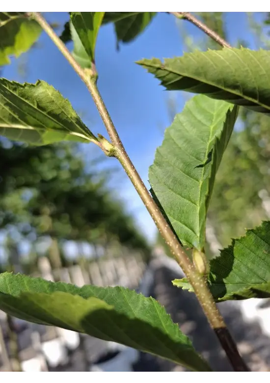 Pyramiden-Hainbuche - Säulen-Hainbuche 'Fastigiata' - Stammbusch | Carpinus betulus 'Fastigiata' Pyramiden-Hainbuche - Säulen-Hainbuche 'Fastigiata' - Stammbusch | Carpinus betulus 'Fastigiata'