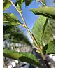 Pyramiden-Hainbuche - Säulen-Hainbuche 'Fastigiata' - Stammbusch | Carpinus betulus 'Fastigiata' Pyramiden-Hainbuche - Säulen-Hainbuche 'Fastigiata' - Stammbusch | Carpinus betulus 'Fastigiata'