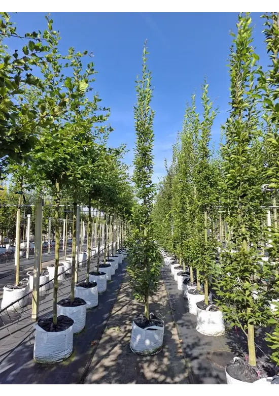 Pyramiden-Hainbuche - Säulen-Hainbuche 'Fastigiata' - Stammbusch | Carpinus betulus 'Fastigiata'
