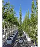 Pyramiden-Hainbuche - Säulen-Hainbuche 'Fastigiata' - Stammbusch | Carpinus betulus 'Fastigiata' Pyramiden-Hainbuche - Säulen-Hainbuche 'Fastigiata' - Stammbusch | Carpinus betulus 'Fastigiata'