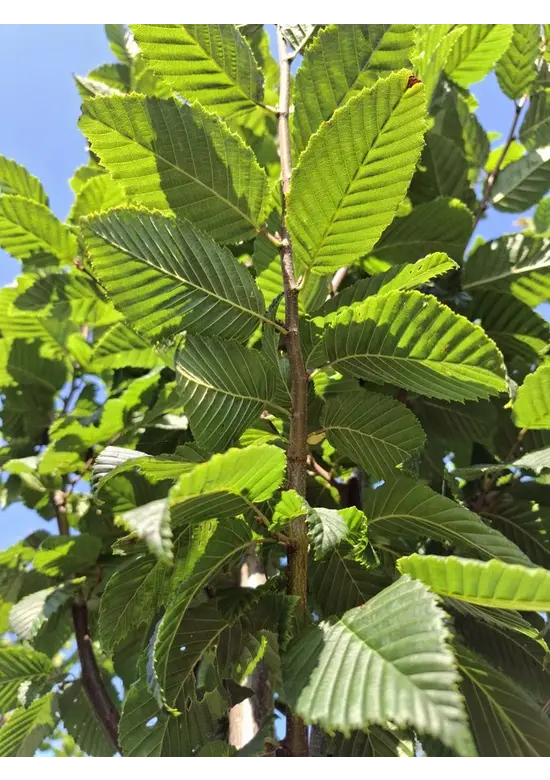 Hainbuche 'Lucas' Hochstamm | Carpinus betulus 'Lucas' Hainbuche 'Lucas' Hochstamm | Carpinus betulus 'Lucas'