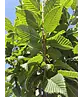 Hainbuche 'Lucas' Hochstamm | Carpinus betulus 'Lucas' Hainbuche 'Lucas' Hochstamm | Carpinus betulus 'Lucas'