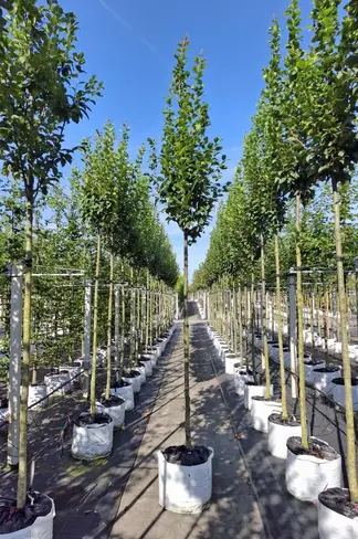 Hainbuche 'Lucas' Hochstamm | Carpinus betulus 'Lucas' Hainbuche 'Lucas' Hochstamm | Carpinus betulus 'Lucas'