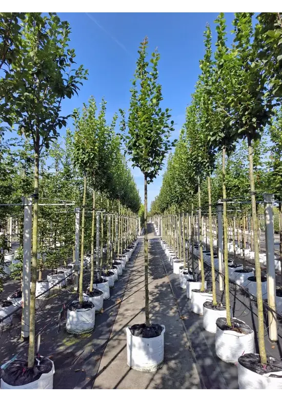 Hainbuche 'Lucas' Hochstamm | Carpinus betulus 'Lucas' Hainbuche 'Lucas' Hochstamm | Carpinus betulus 'Lucas'