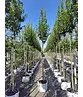 Hainbuche 'Lucas' Hochstamm | Carpinus betulus 'Lucas' Hainbuche 'Lucas' Hochstamm | Carpinus betulus 'Lucas'