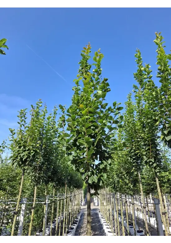 Hainbuche 'Lucas' Hochstamm | Carpinus betulus 'Lucas' Hainbuche 'Lucas' Hochstamm | Carpinus betulus 'Lucas'