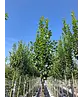 Hainbuche 'Lucas' Hochstamm | Carpinus betulus 'Lucas'