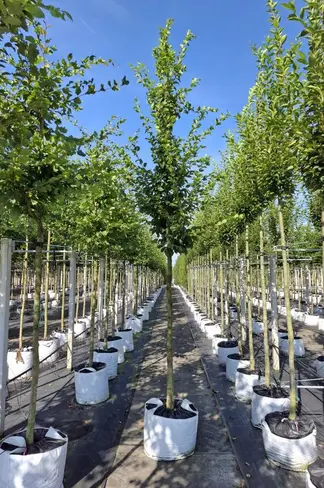 Hainbuche 'Rockhampton Red' | Carpinus betulus 'Rockhampton Red'