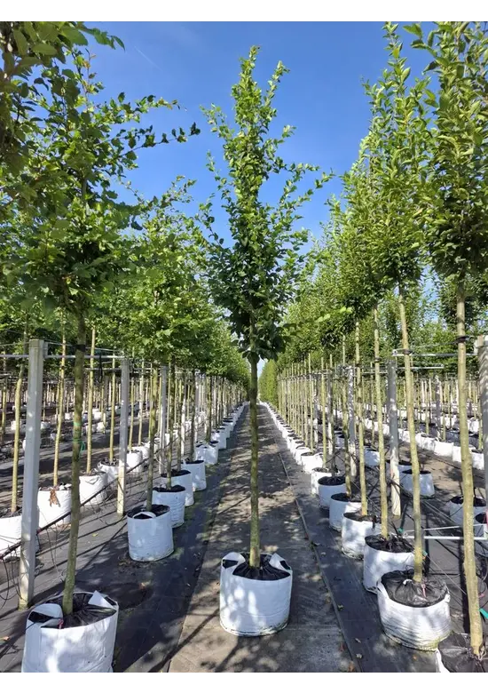 Hainbuche 'Rockhampton Red' | Carpinus betulus 'Rockhampton Red'