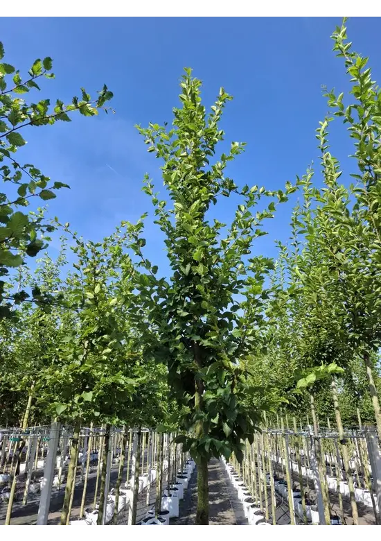 Hainbuche 'Rockhampton Red' | Carpinus betulus 'Rockhampton Red'