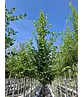 Hainbuche 'Rockhampton Red' | Carpinus betulus 'Rockhampton Red'