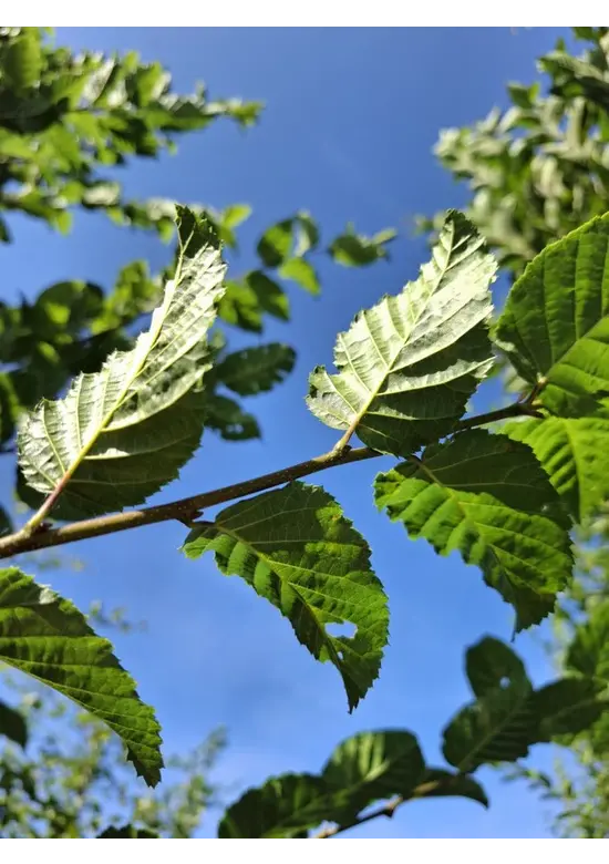 Hainbuche 'Rockhampton Red' | Carpinus betulus 'Rockhampton Red'