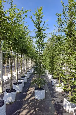 Hainbuche - Weißbuche - Stammbusch | Carpinus betulus