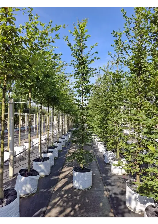 Hainbuche - Weißbuche - Stammbusch | Carpinus betulus