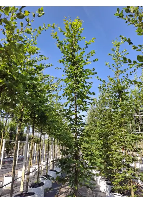 Hainbuche - Weißbuche - Stammbusch | Carpinus betulus