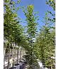 Hainbuche - Weißbuche - Stammbusch | Carpinus betulus