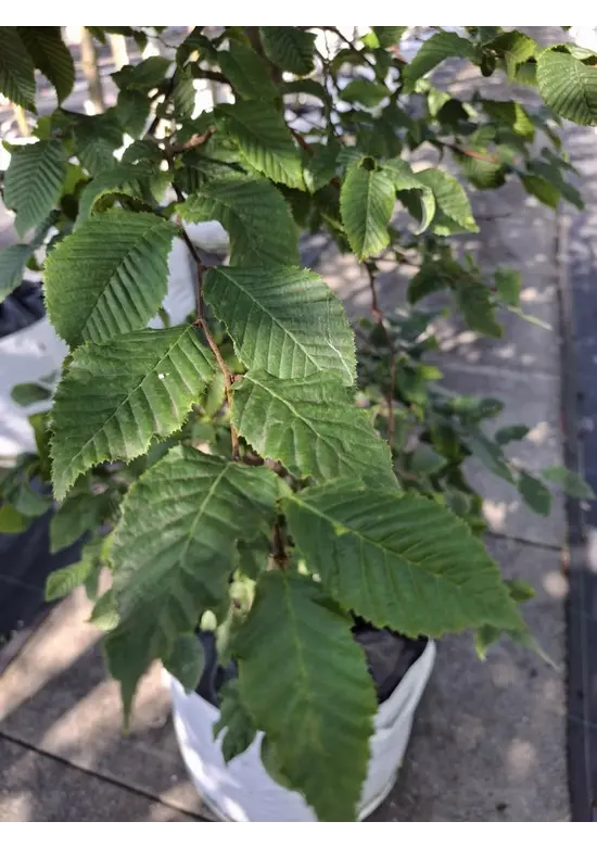 Hainbuche - Weißbuche - Stammbusch | Carpinus betulus