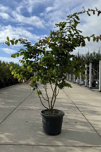 Eisenholzbaum Mehrstämmig | Parrotia persica Eisenholzbaum Mehrstämmig | Parrotia persica