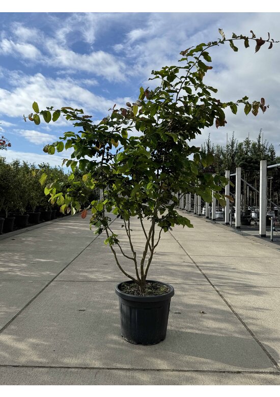 Persischer Eisenholzbaum mehrstämmig | Parrotia persica