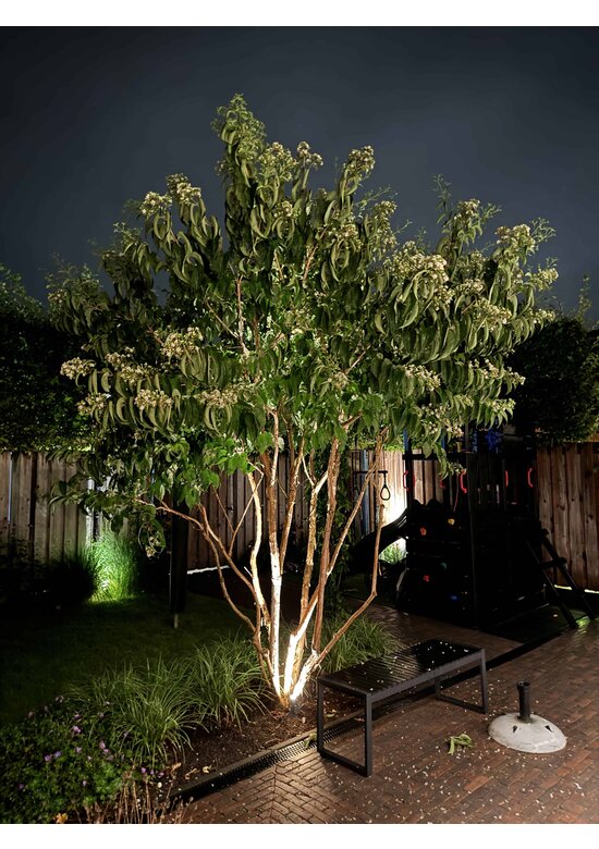 Sieben Söhne des Himmels Strauch mehrstämmig | Heptacodium miconioides