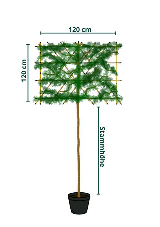 kaiserlinde spalier | Tilia europaea Pallida