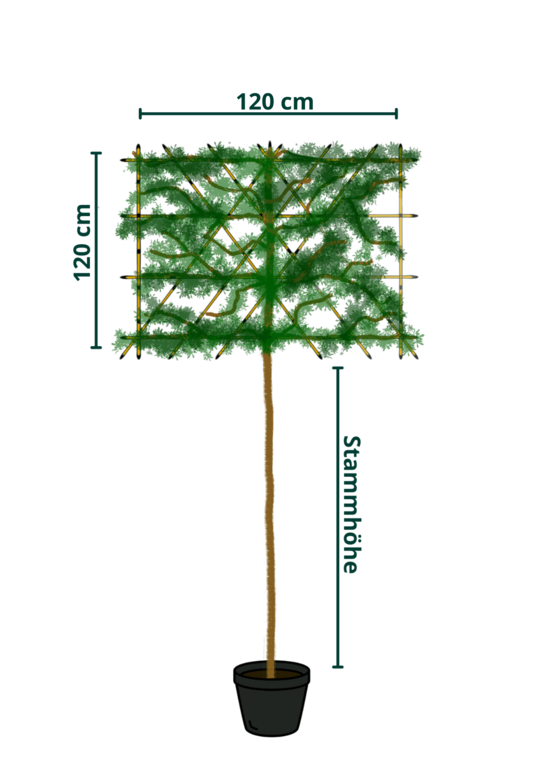 kaiserlinde spalier | Tilia europaea Pallida