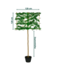 kaiserlinde spalier | Tilia europaea Pallida