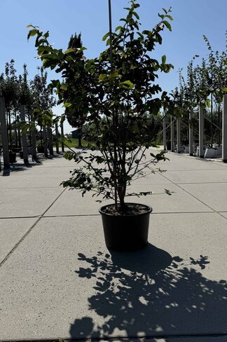 Eisenholzbaum 'Bella' - Mehrstämmig | Parrotia persica 'Bella'