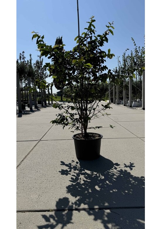 Eisenholzbaum 'Bella' - Mehrstämmig | Parrotia persica 'Bella' Eisenholzbaum - Mehrstämmig | Parrotia persica - Copy