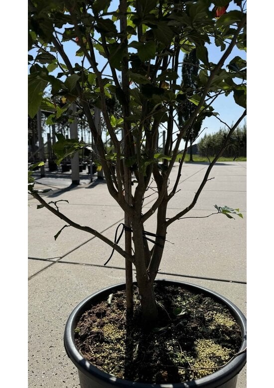 Eisenholzbaum 'Bella' - Mehrstämmig | Parrotia persica 'Bella' Eisenholzbaum - Mehrstämmig | Parrotia persica - Copy