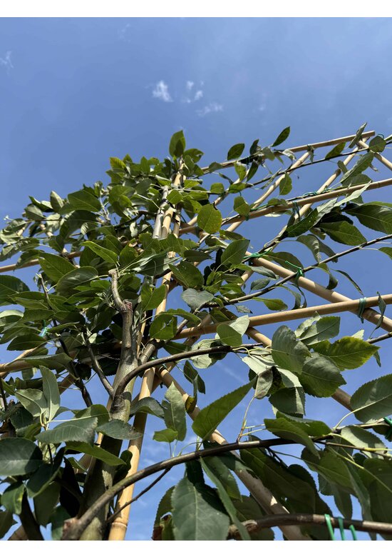 Felsenbirne 'Robin Hill' Spalier | Amelanchier arborea 'Robin Hill'