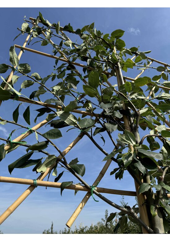 Felsenbirne 'Robin Hill' Spalier | Amelanchier arborea 'Robin Hill'