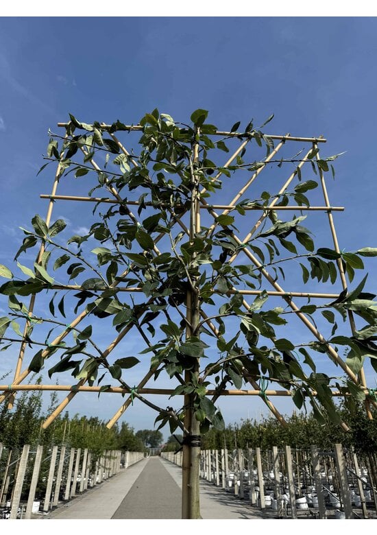 Felsenbirne 'Robin Hill' Spalier | Amelanchier arborea 'Robin Hill'