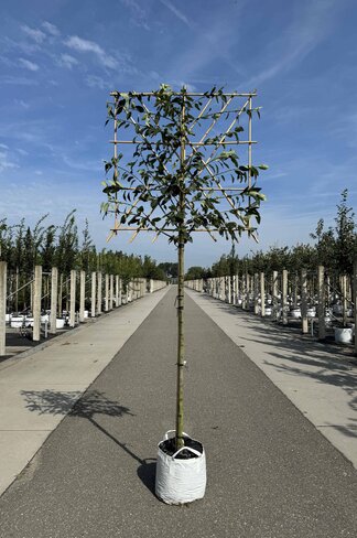 Felsenbirne 'Robin Hill' Spalier | Amelanchier arborea 'Robin Hill' Felsenbirne 'Robin Hill' Spalier | Amelanchier arborea 'Robin Hill'