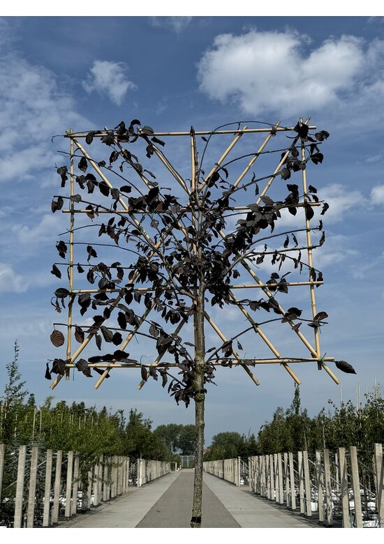 Blutpflaume Spalier | Prunus cerasifera 'Nigra'