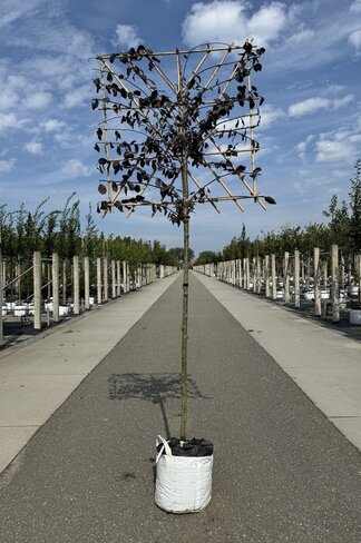 Blutpflaume Spalier | Prunus cerasifera 'Nigra'