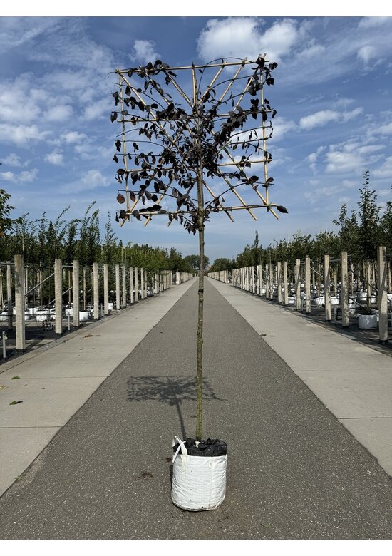 Blutpflaume Spalier | Prunus cerasifera 'Nigra'