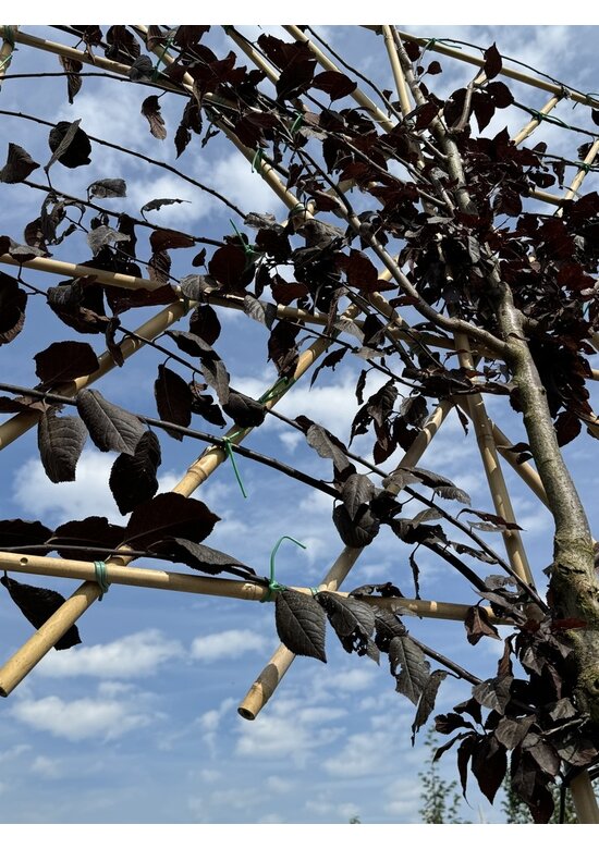 Blutpflaume Spalier | Prunus cerasifera 'Nigra'