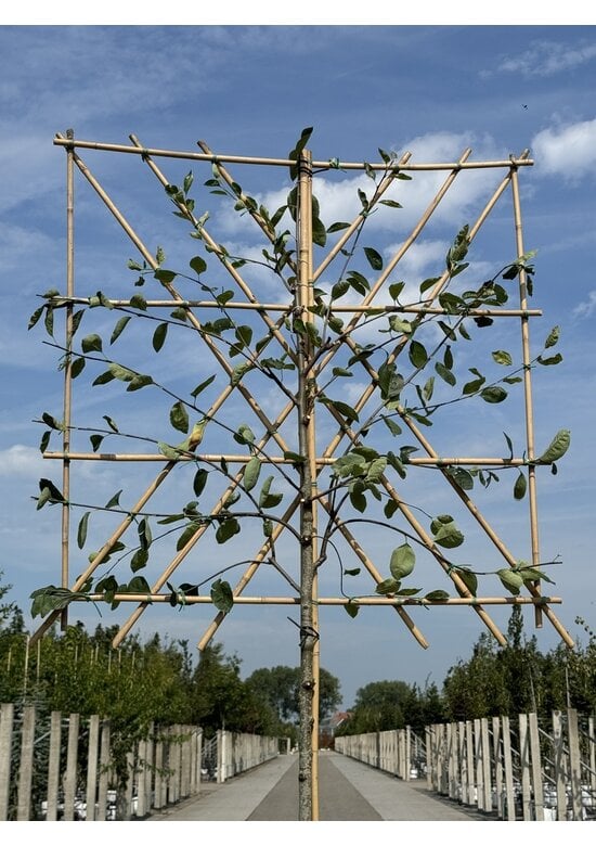 Kupfer Felsenbirne Spalier | Amelanchier lamarckii