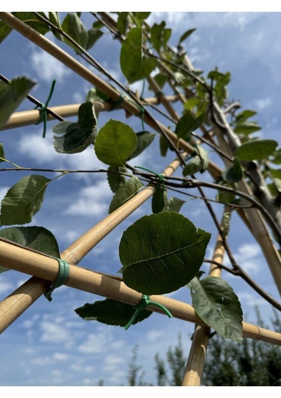 Kupfer-Felsenbirne als Spalier | Amelanchier lamarckii