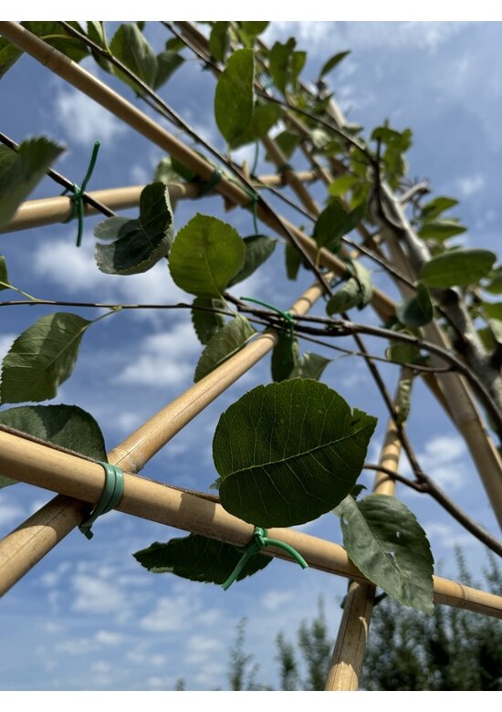 Kupfer-Felsenbirne als Spalier | Amelanchier lamarckii
