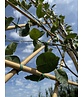 Kupfer-Felsenbirne als Spalier | Amelanchier lamarckii
