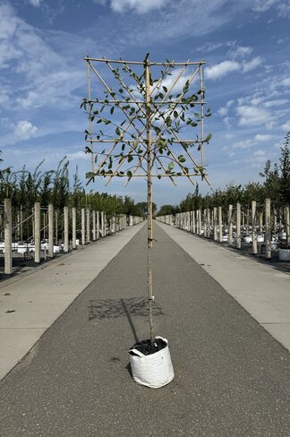 Kupfer Felsenbirne Spalier | Amelanchier lamarckii