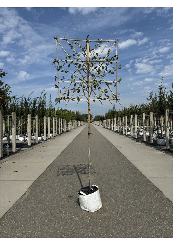 Kupfer Felsenbirne Spalier | Amelanchier lamarckii
