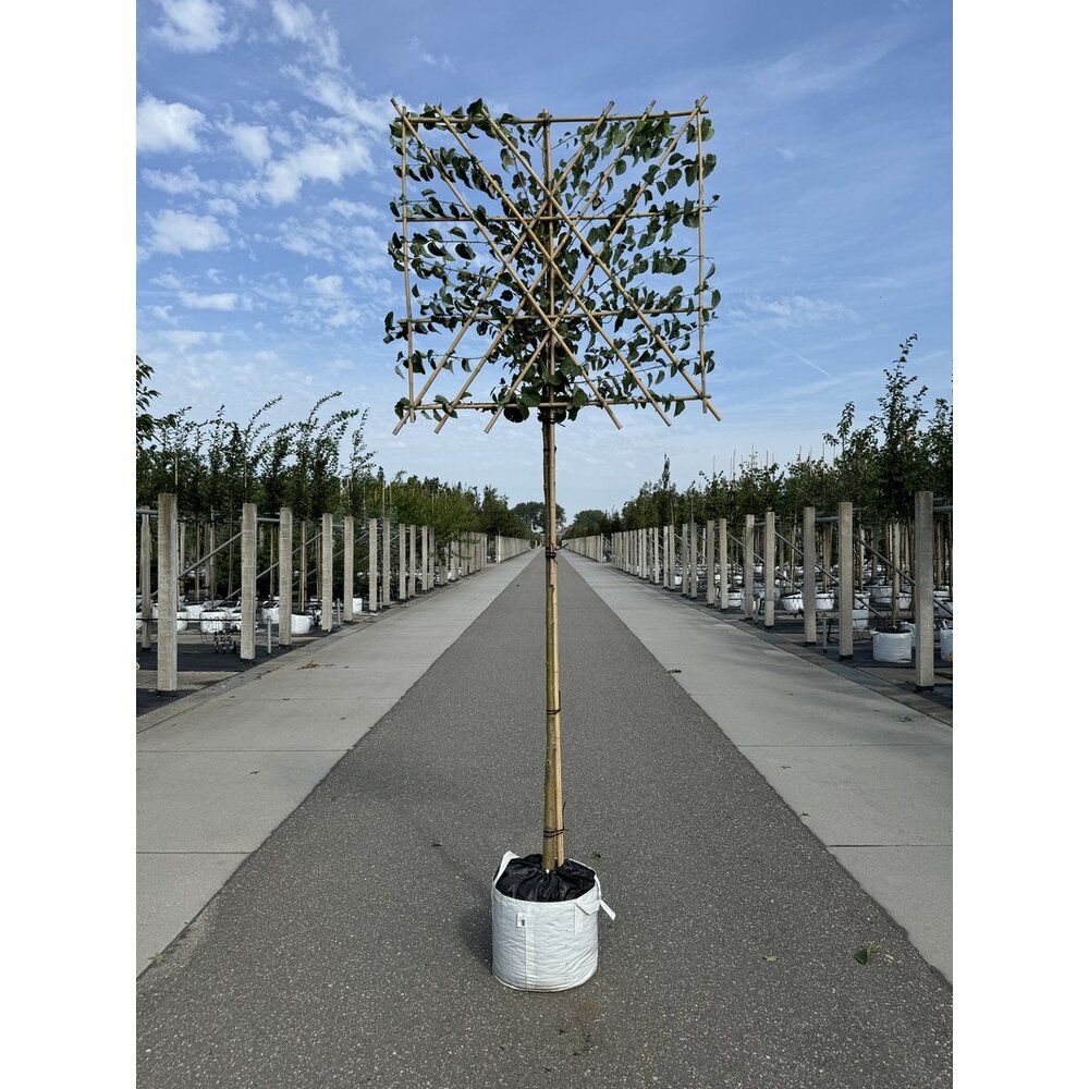 Lebkuchenbaum Spalierbaum kaufen? Zu Hause geliefert Venovi